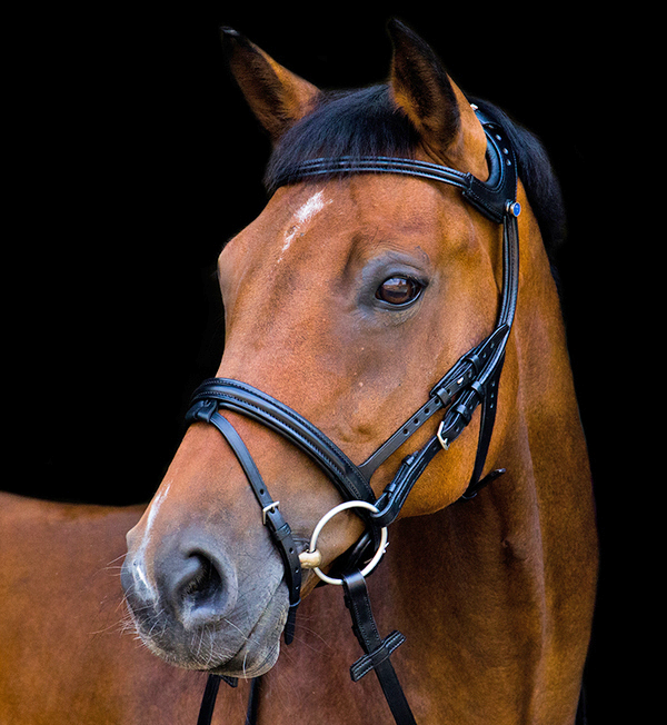 The Freedom Bridle from Stübben
