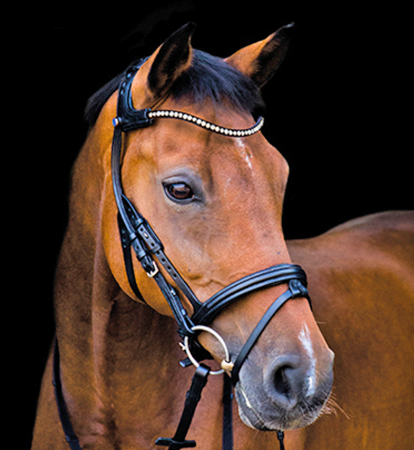 The Freedom Magic Tack Bridle from Stübben